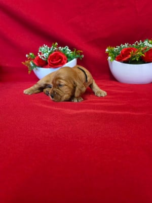 Les chiots de Cocker Spaniel Anglais