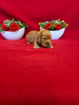 Les chiots de Cocker Spaniel Anglais