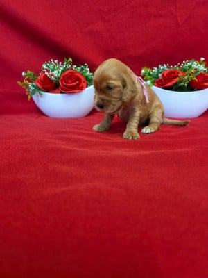 Les chiots de Cocker Spaniel Anglais