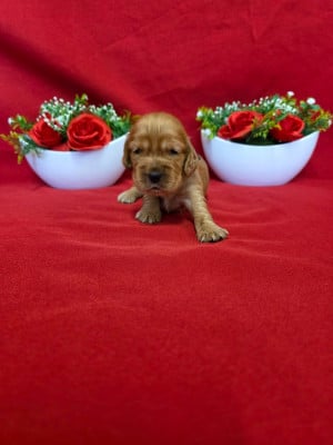 Les chiots de Cocker Spaniel Anglais