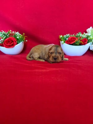 Les chiots de Cocker Spaniel Anglais