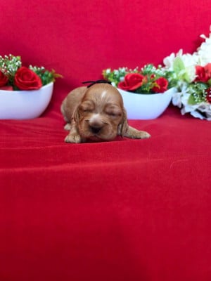 Les chiots de Cocker Spaniel Anglais