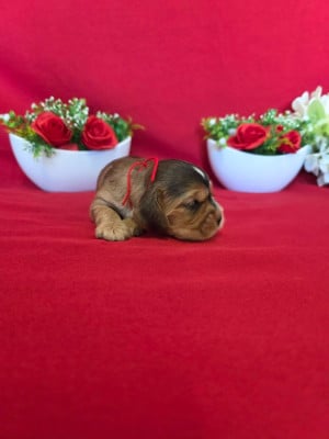 Les chiots de Cocker Spaniel Anglais