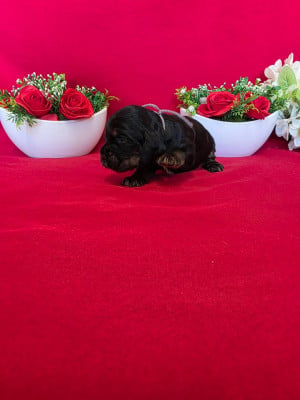 Les chiots de Cocker Spaniel Anglais