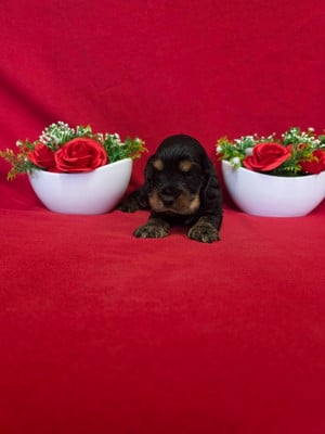 Les chiots de Cocker Spaniel Anglais