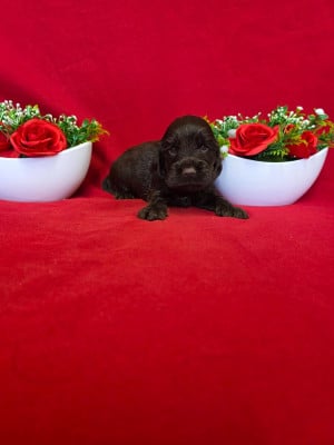 Les chiots de Cocker Spaniel Anglais