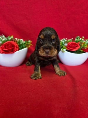 Les chiots de Cocker Spaniel Anglais