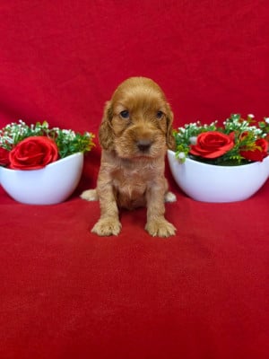 Les chiots de Cocker Spaniel Anglais