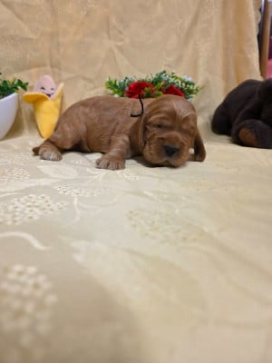 Les chiots de Cocker Spaniel Anglais