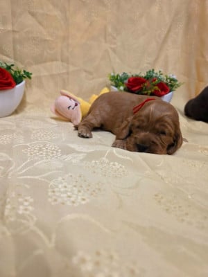 Les chiots de Cocker Spaniel Anglais