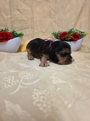 Les chiots de Cocker Spaniel Anglais