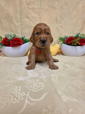 B........... du domaine de st Gladyce !!! - Cocker Spaniel Anglais