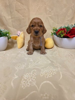 B........... du domaine de st Gladyce !!! - Cocker Spaniel Anglais