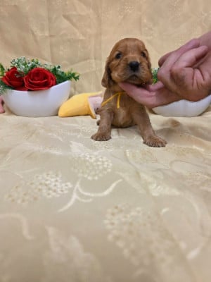 B........... du domaine de st Gladyce !!! - Cocker Spaniel Anglais