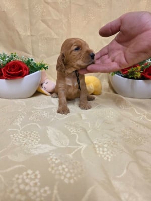 B........... du domaine de st Gladyce !!! - Cocker Spaniel Anglais