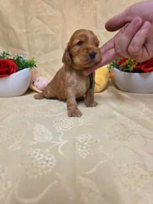 Les chiots de Cocker Spaniel Anglais