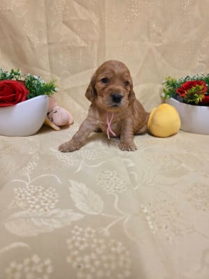 B........... du domaine de st Gladyce !!! - Cocker Spaniel Anglais