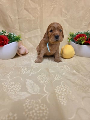 B........... du domaine de st Gladyce !!! - Cocker Spaniel Anglais