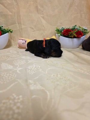 Les chiots de Cocker Spaniel Anglais