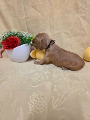 Les chiots de Cocker Spaniel Anglais