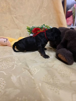 Les chiots de Cocker Spaniel Anglais