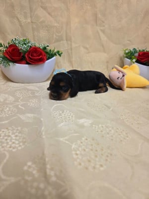 Les chiots de Cocker Spaniel Anglais