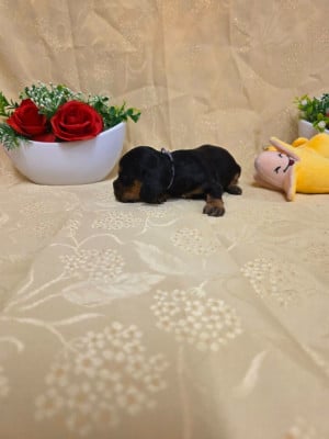 Les chiots de Cocker Spaniel Anglais