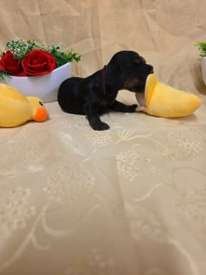 Les chiots de Cocker Spaniel Anglais