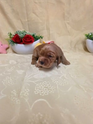 Cocker Spaniel Anglais