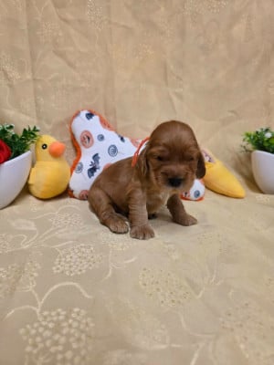B........... du domaine de st Gladyce !!! - Cocker Spaniel Anglais