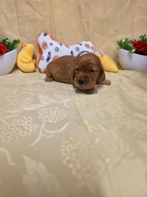 B........... du domaine de st Gladyce !!! - Cocker Spaniel Anglais