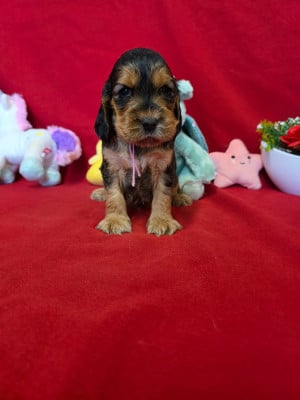 Les chiots de Cocker Spaniel Anglais