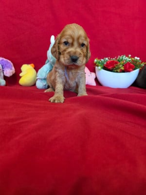 Les chiots de Cocker Spaniel Anglais