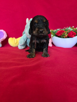 Les chiots de Cocker Spaniel Anglais
