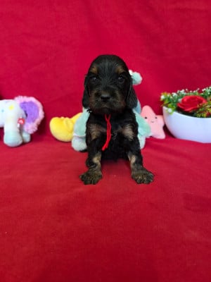 Les chiots de Cocker Spaniel Anglais