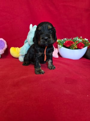 Les chiots de Cocker Spaniel Anglais