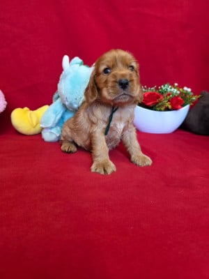 Les chiots de Cocker Spaniel Anglais