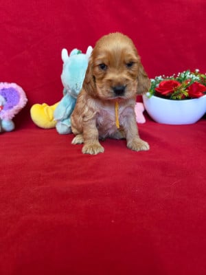 Les chiots de Cocker Spaniel Anglais
