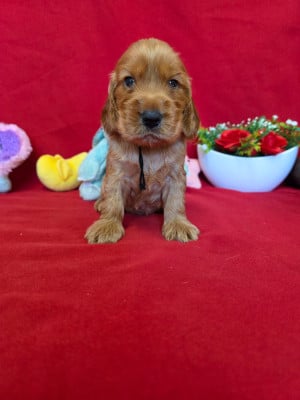 Les chiots de Cocker Spaniel Anglais