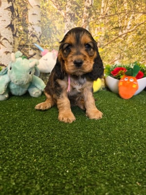 Les chiots de Cocker Spaniel Anglais