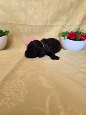 Les chiots de Cocker Spaniel Anglais