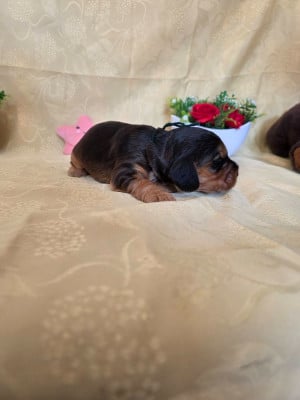 Les chiots de Cocker Spaniel Anglais