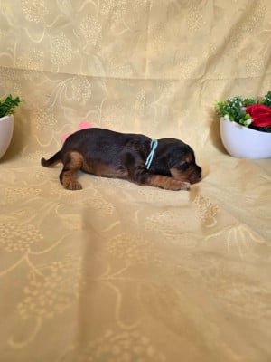 Les chiots de Cocker Spaniel Anglais