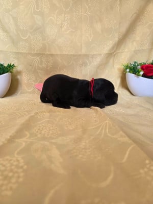 Les chiots de Cocker Spaniel Anglais