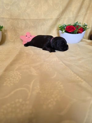 Les chiots de Cocker Spaniel Anglais