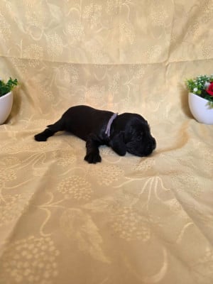 Les chiots de Cocker Spaniel Anglais