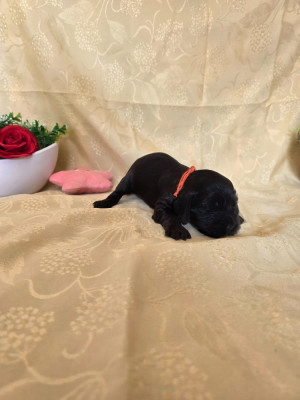 Les chiots de Cocker Spaniel Anglais