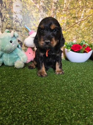 Les chiots de Cocker Spaniel Anglais