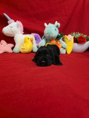 Les chiots de Cocker Spaniel Anglais