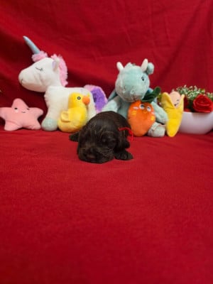 Les chiots de Cocker Spaniel Anglais